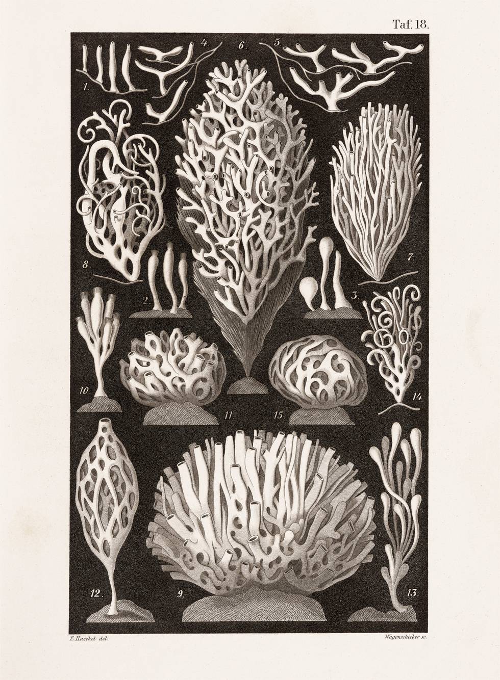 Ernst Haeckel Ernst Haeckel